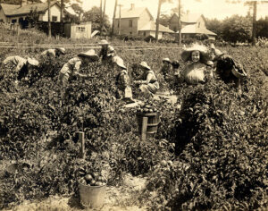 Farmerettes on the Campus Farm, 1918